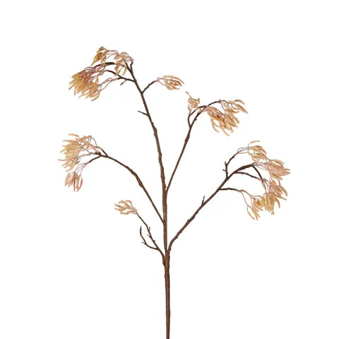 Kangaroo Paw Branch Apricot